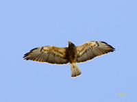 Swainsons Hawk